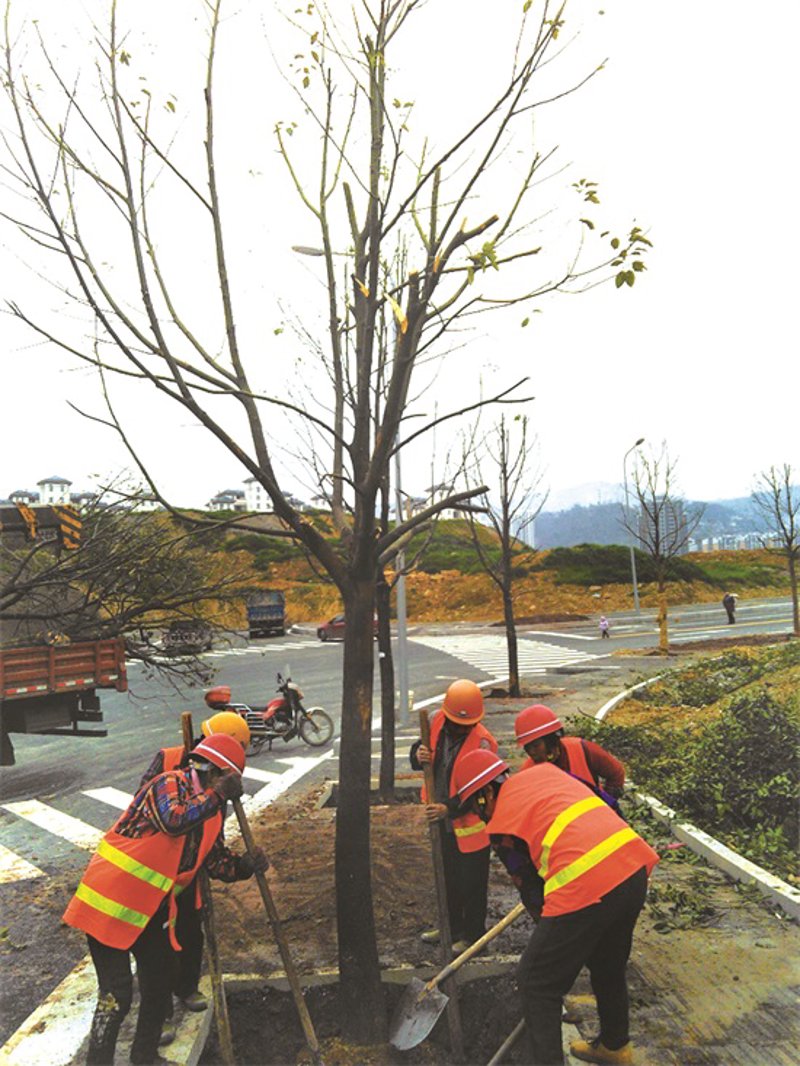 绿色工程:城市景观的新篇章